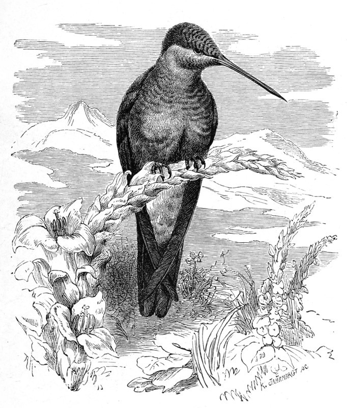 Bird