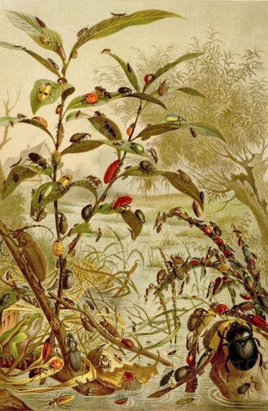 Insects