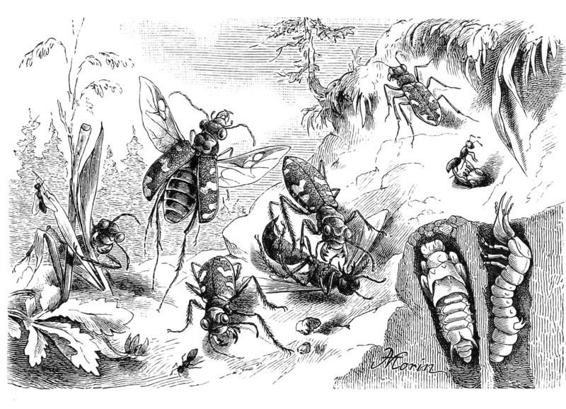 Insects