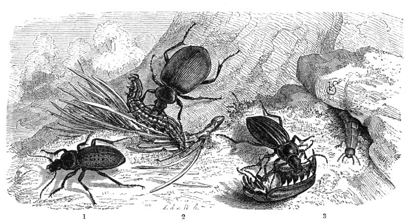 Insects