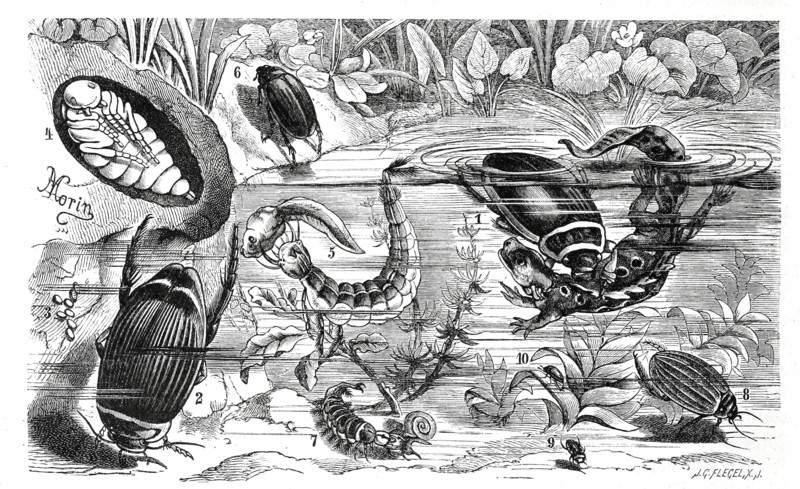 Insects