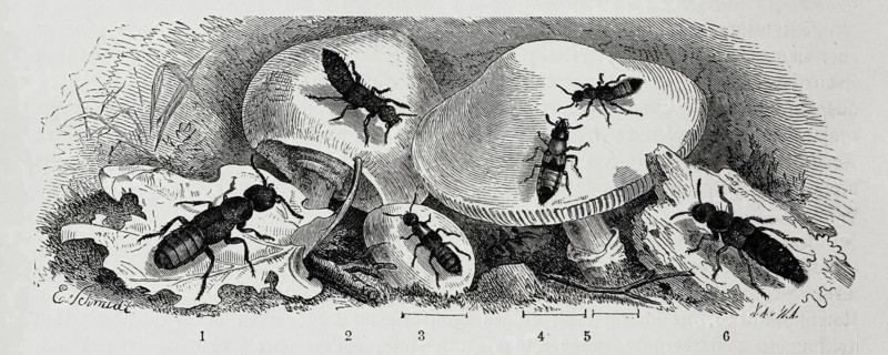 Insects
