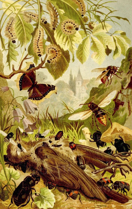 Insects
