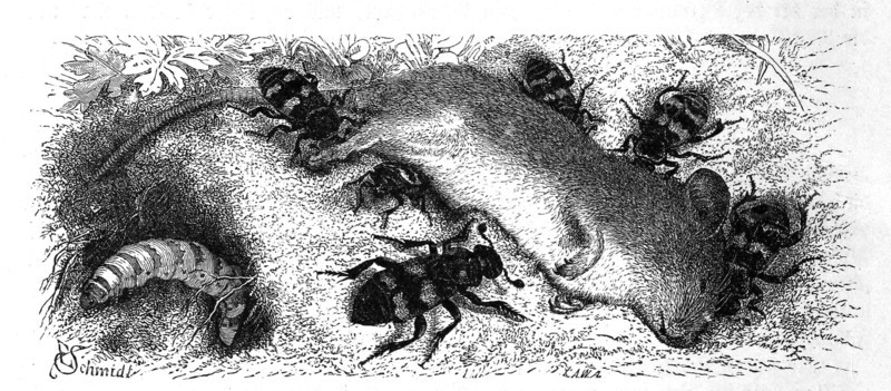 Insects