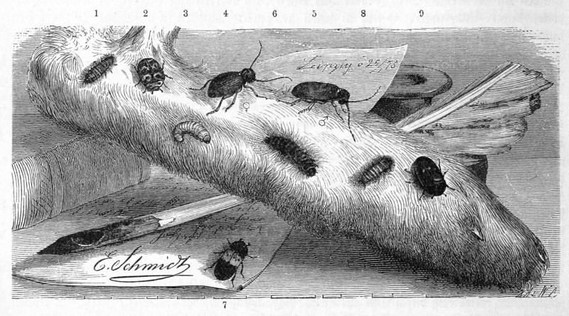Insects