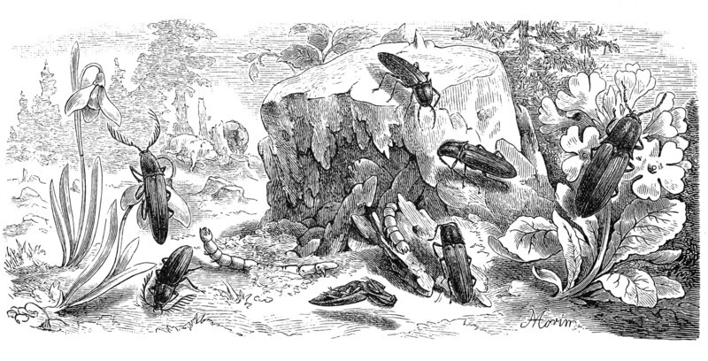 Insects