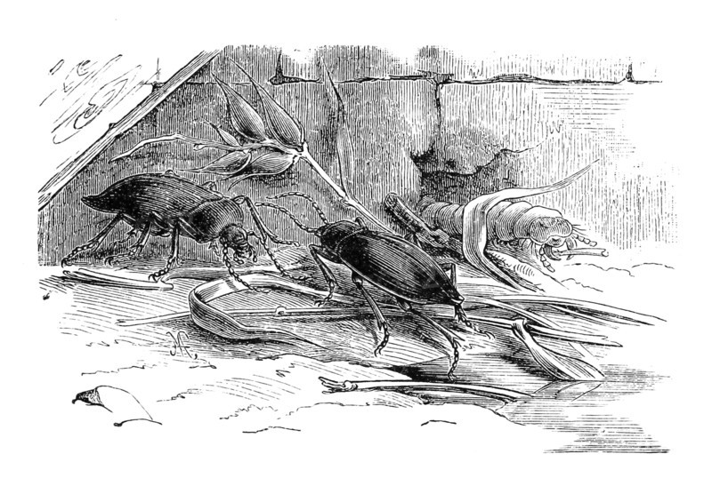 Insects