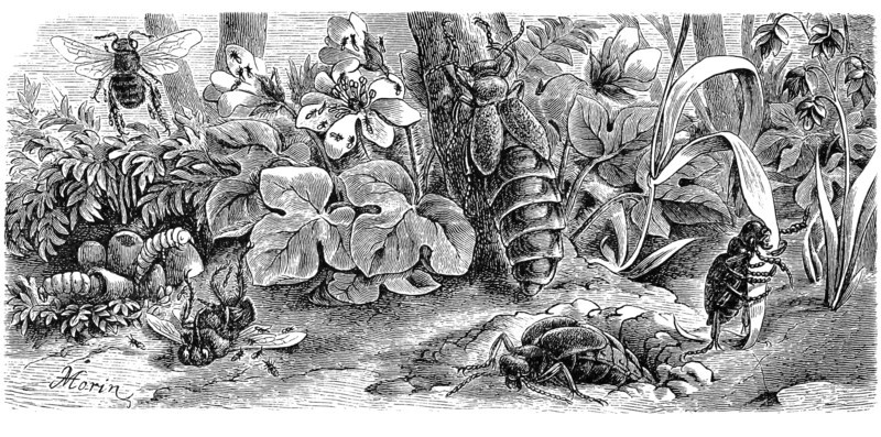 Insects