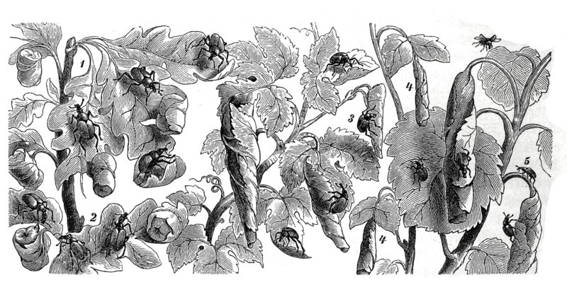 Insects