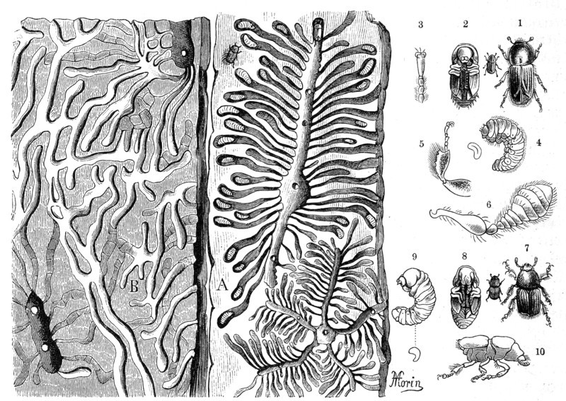 Insects