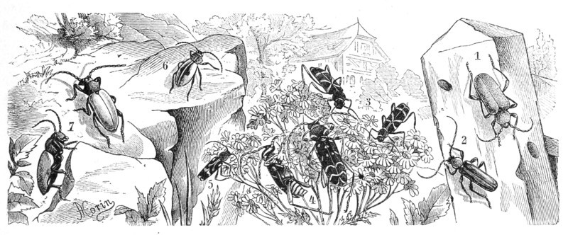 Insects