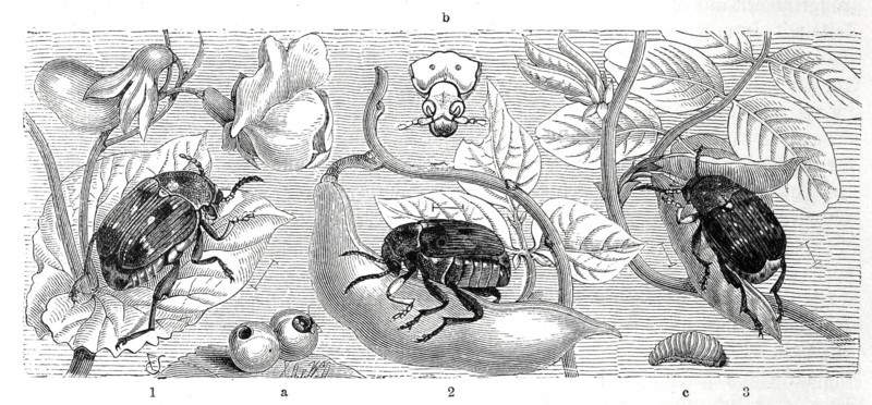 Insects