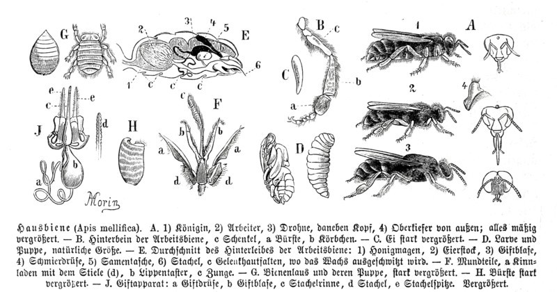 Insects