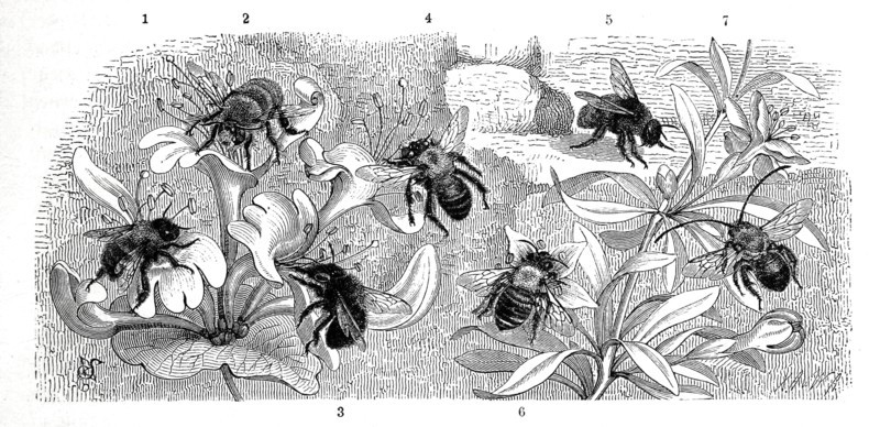 Insects