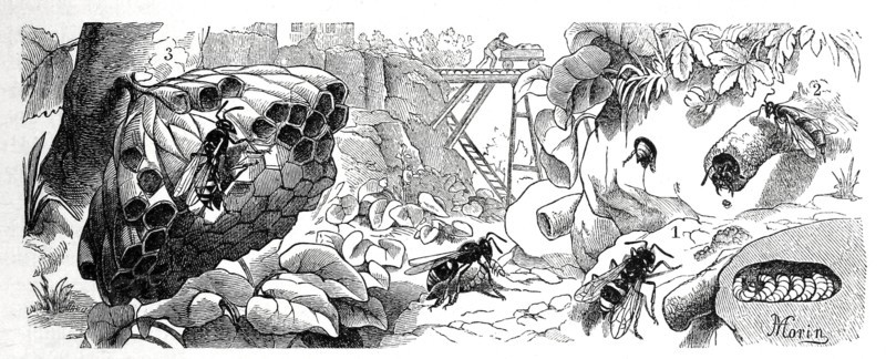 Insects