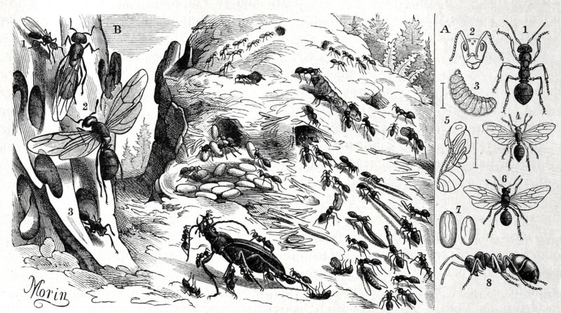 Insects