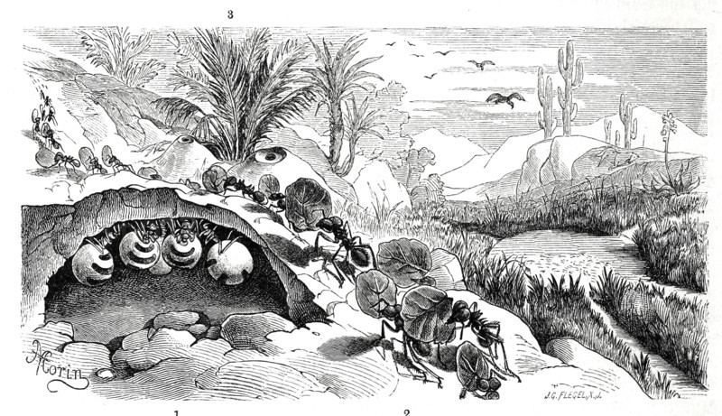 Insects