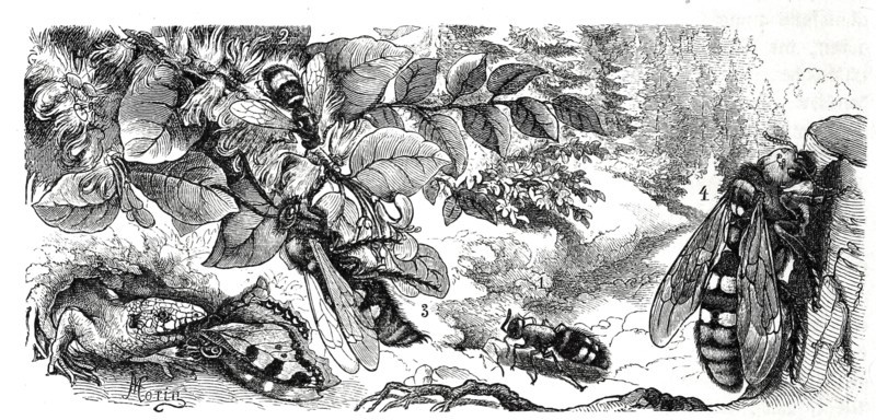 Insects