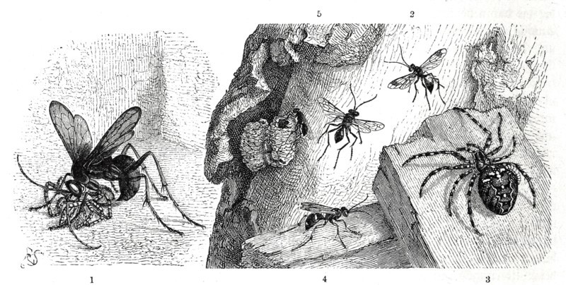 Insects