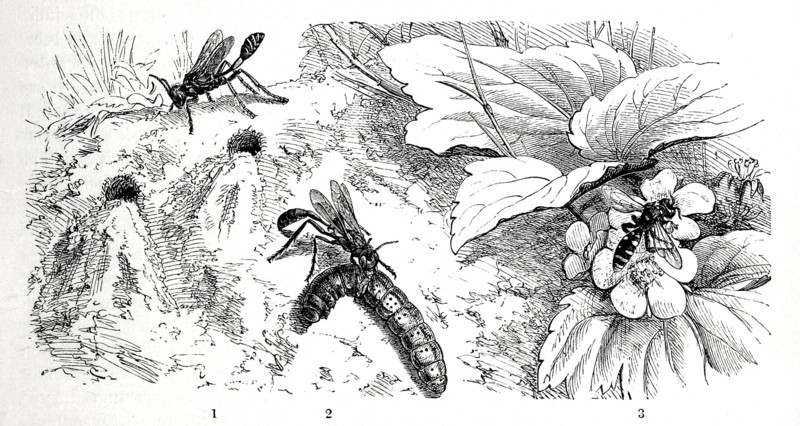 Insects