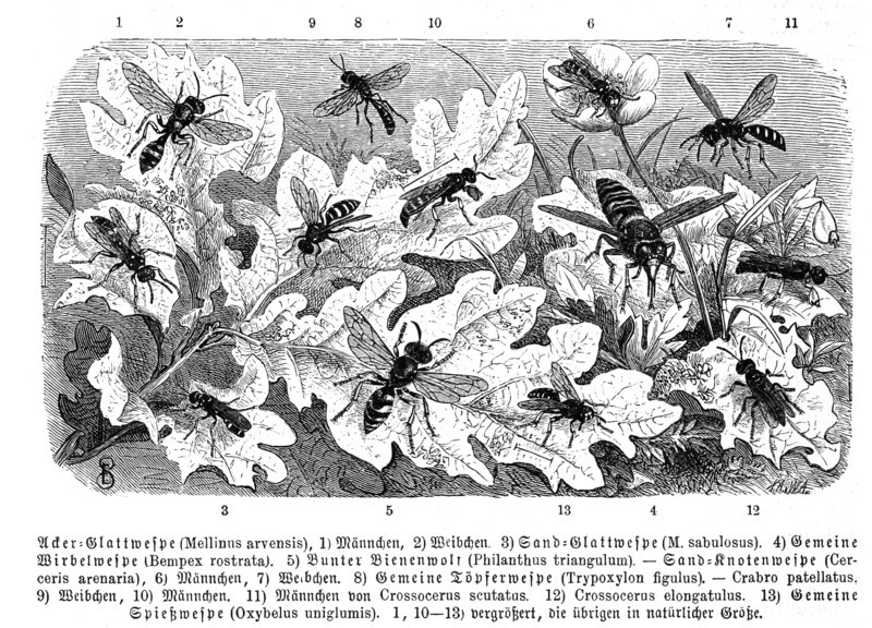 Insects