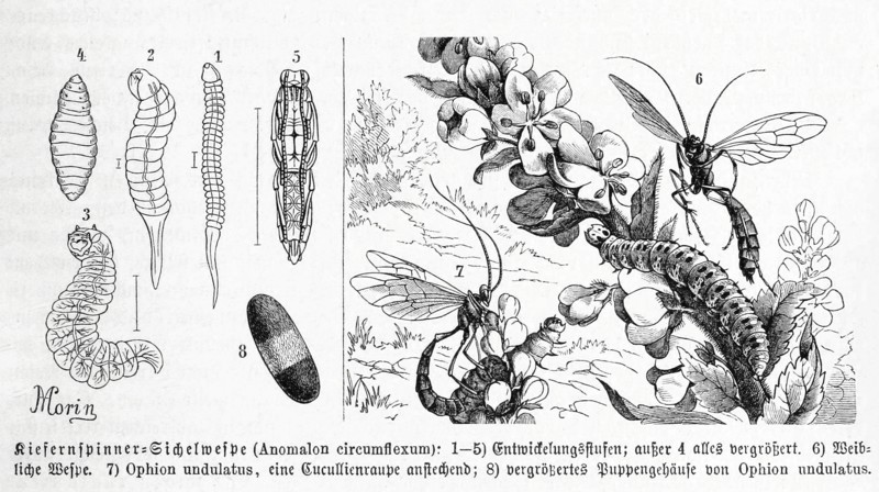 Insects
