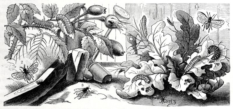 Insects