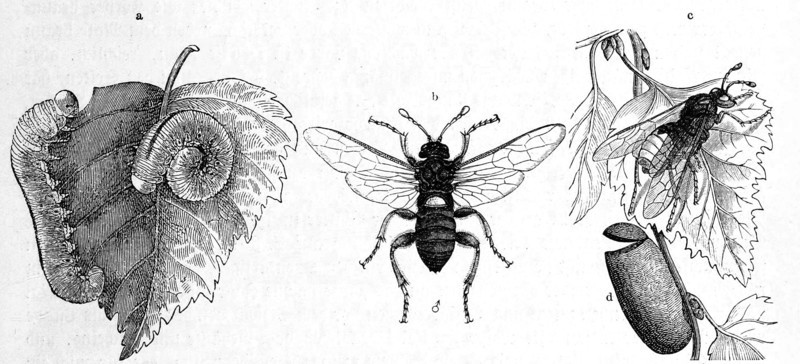 Insects