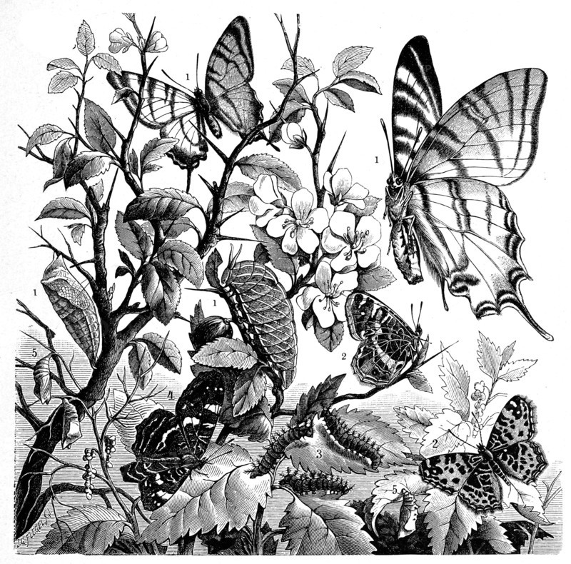 Insects