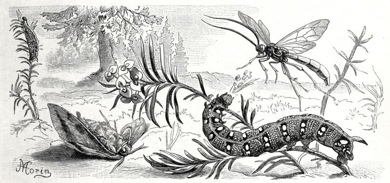Insects