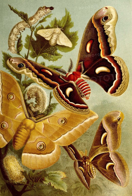 Insects