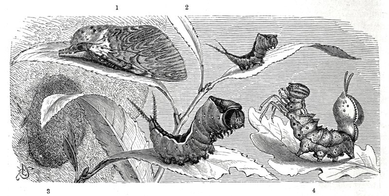 Insects
