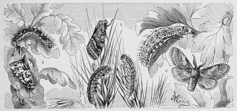 Insects