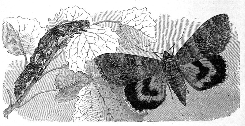 Insects