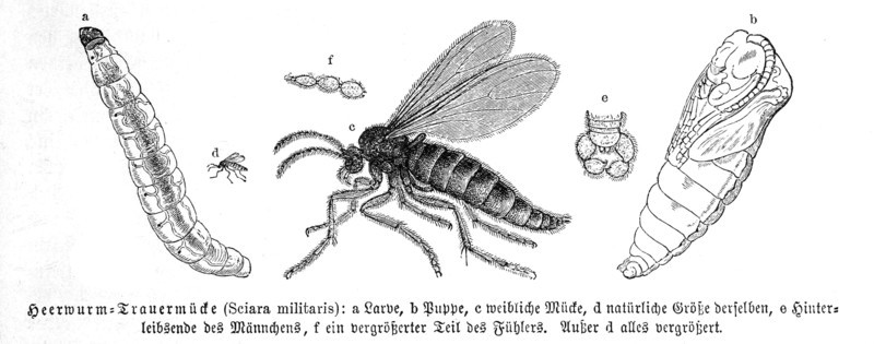 Insects