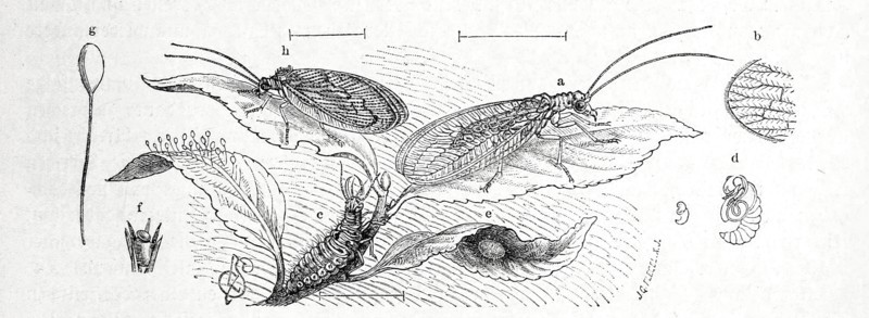 Insects