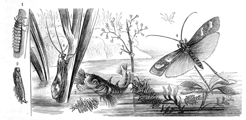 Insects