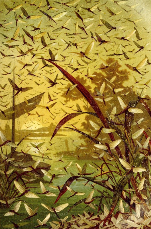 Insects