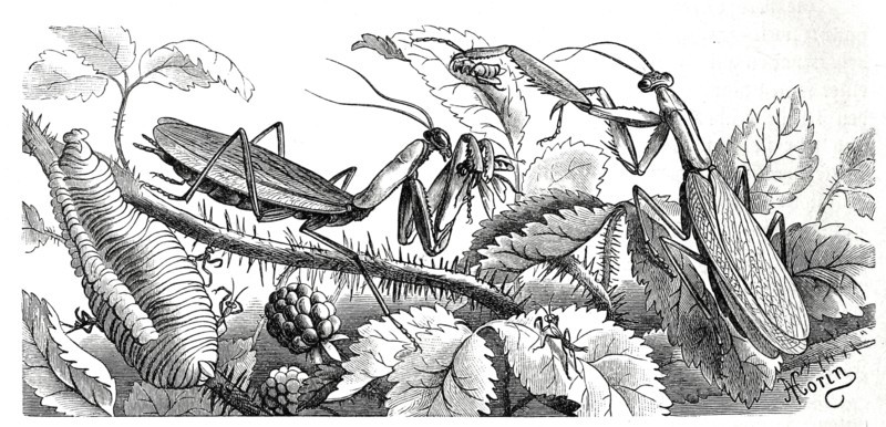Insects