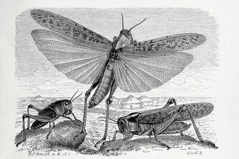 Insects