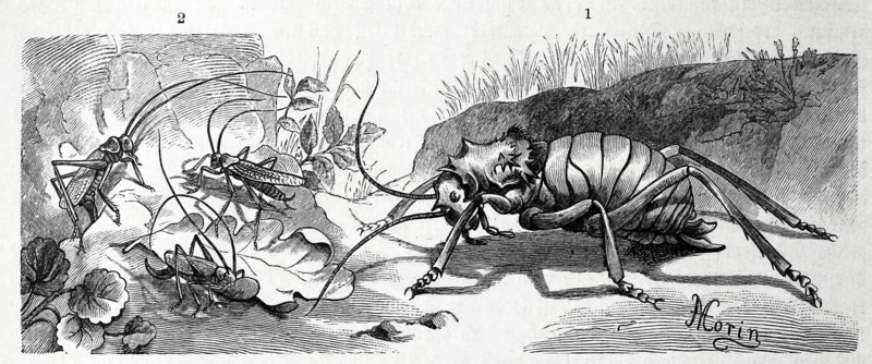 Insects