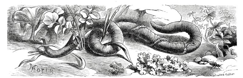 Insects