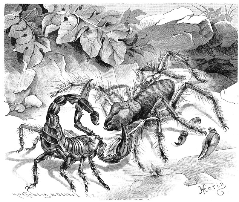 Insects