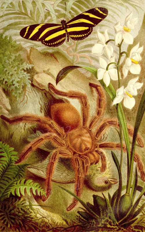 Insects