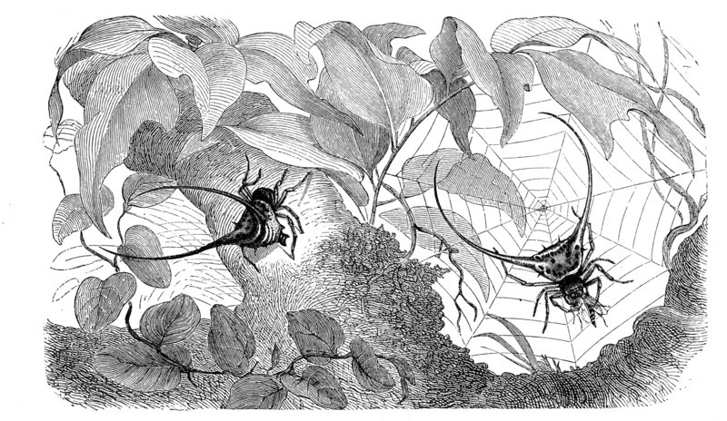 Insects