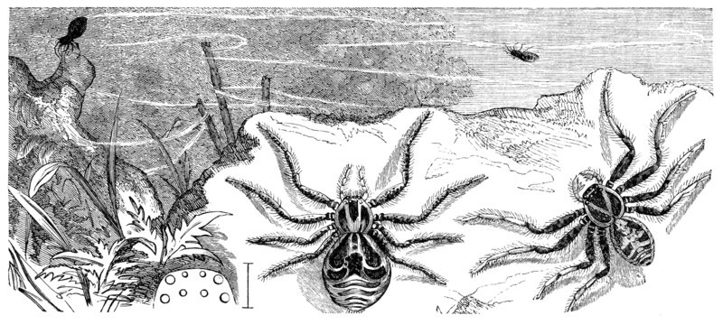 Insects