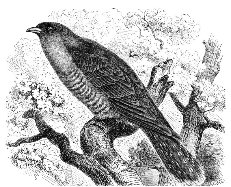 Bird
