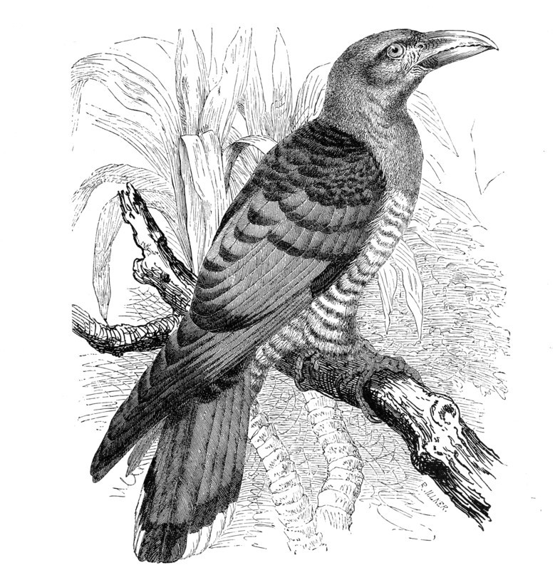 Bird
