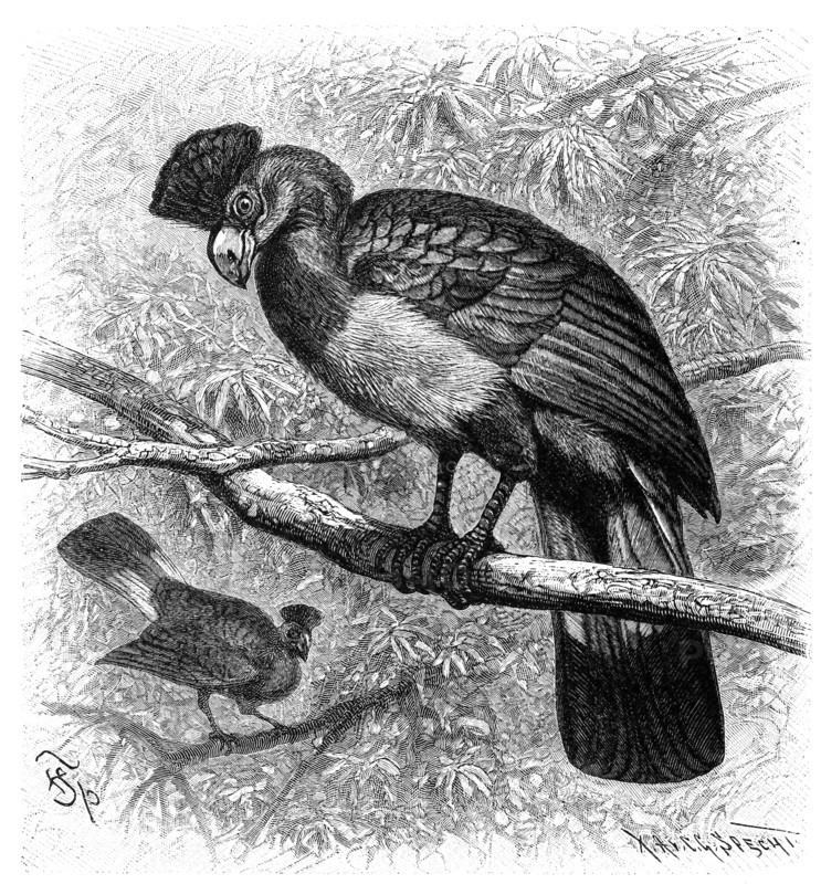 Bird
