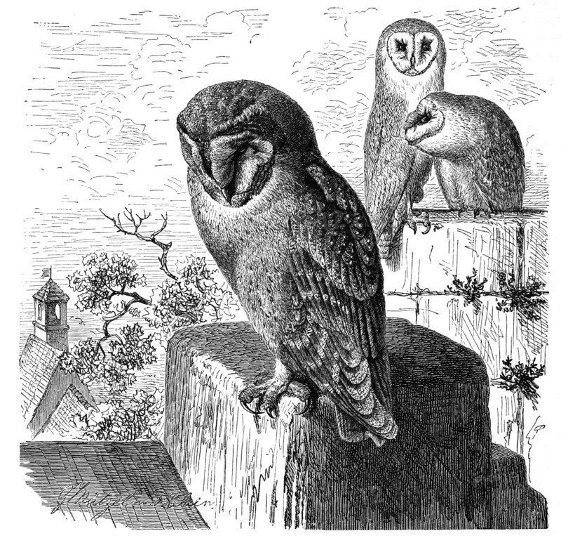 Bird
